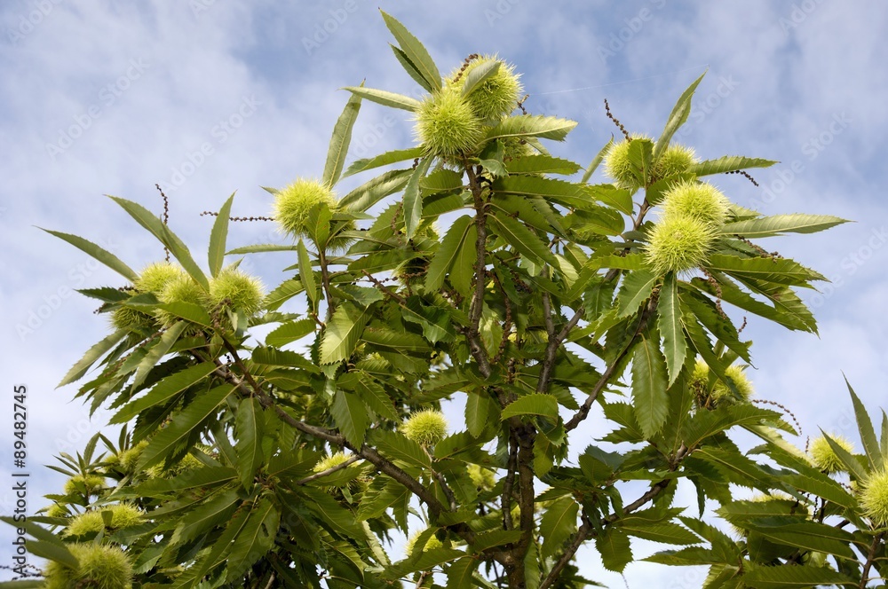 Obraz premium Sweet chestnuts on the tree
