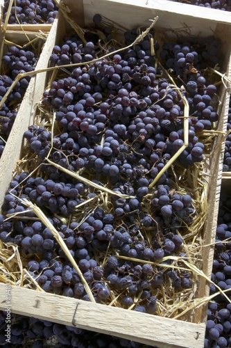 Poulsard grapes on straw for Vin de Paille (straw wine)