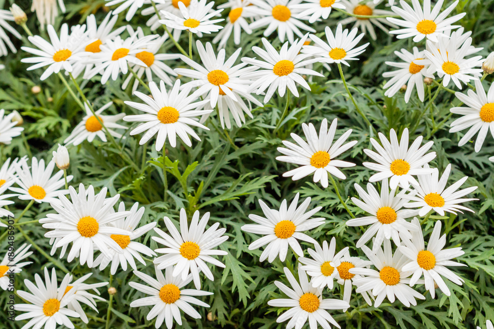 White flowers White flowers