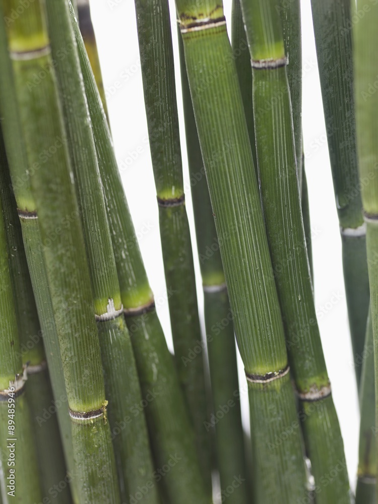 Fototapeta premium Green bamboo