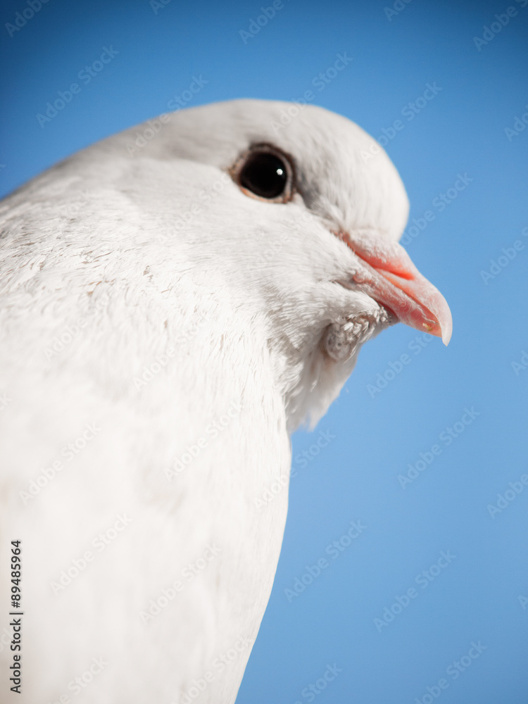 White dove