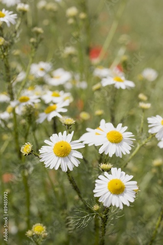 Chamomile flowers in grass
