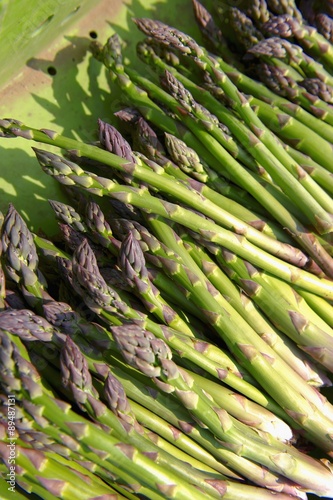 Freshly harvested green asparagus (Suffolk, England)