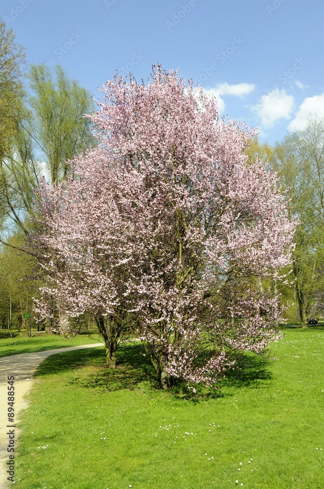 Purple plum (Prunus cerasifera Nigra) Purple plum (Prunus cerasifera Nigra)