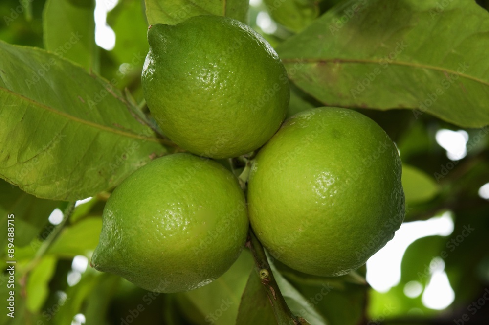 Limes on the tree