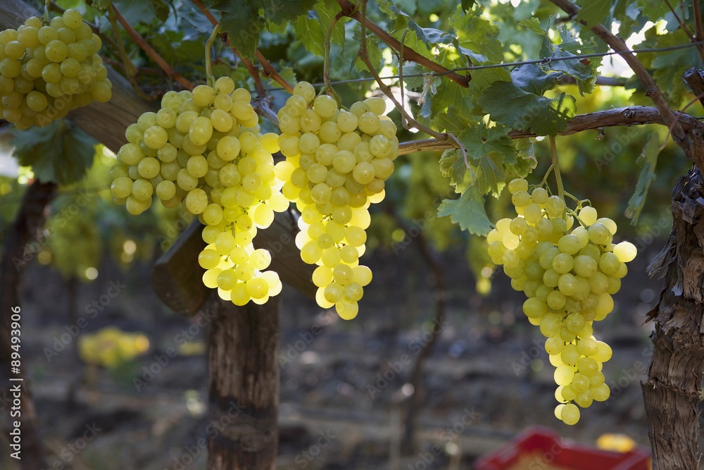 Green grapes on a vine