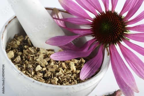 Echinacea Purpurea