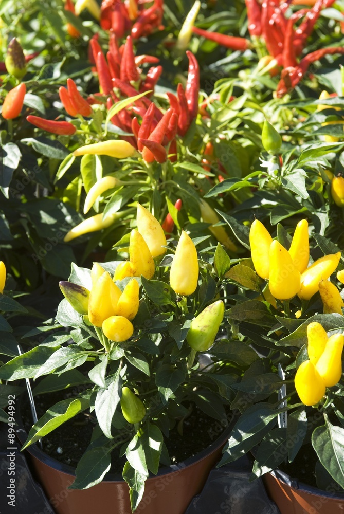 Various Hot Pepper Plants Stock Photo Adobe Stock