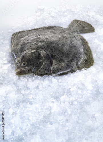 Fresh turbot on ice photo