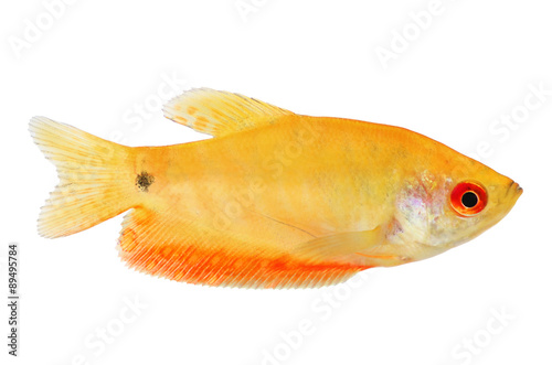 Aquarium Fish Golden gourami Trichogaster trichopterus 