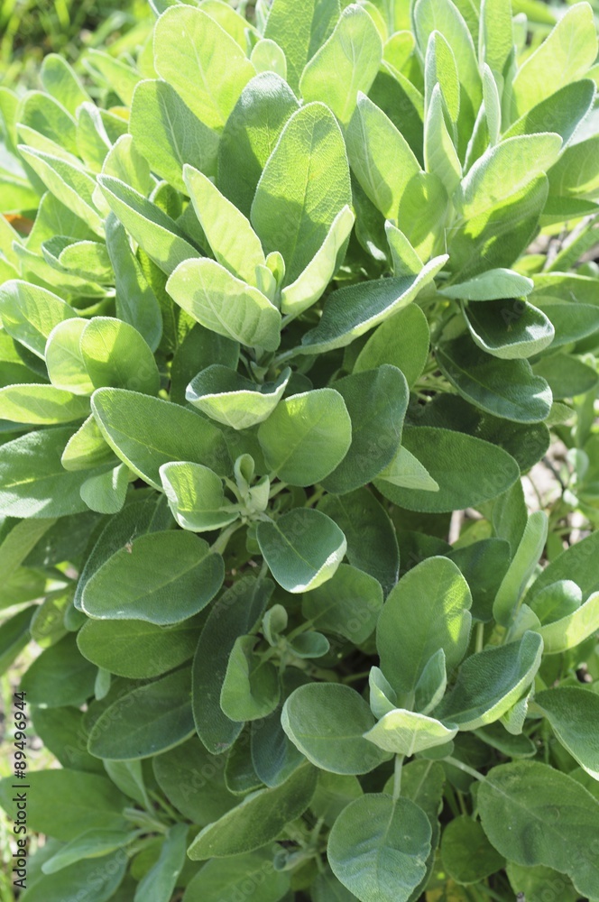 Fototapeta premium Sage Plants