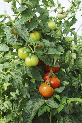 Ripe and unripe beef tomatoes on the vine