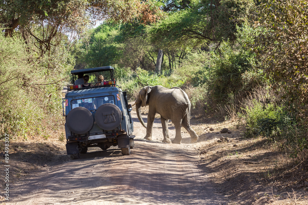 Fototapeta premium lake manyara elefant