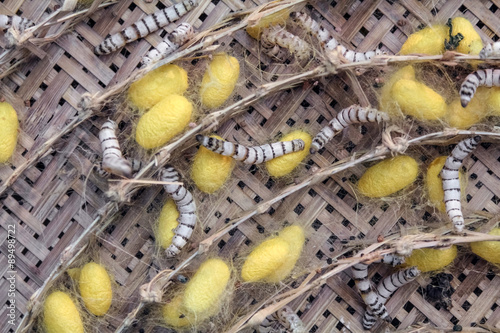Silkworm spinning its cocoon, making a hole in the cocoon