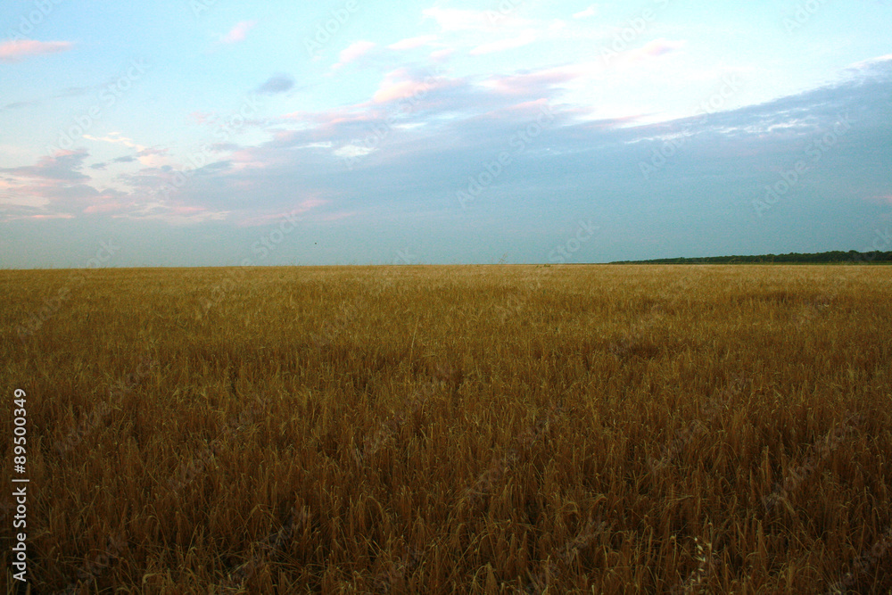 Obraz premium Barley field