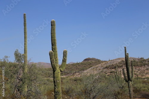 Cactus in Arizona