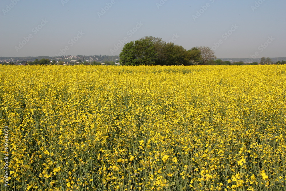 Obraz premium Rapsfeld