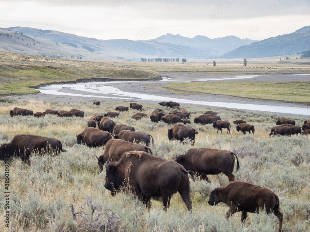 Bison Herd At Yellowstone NP