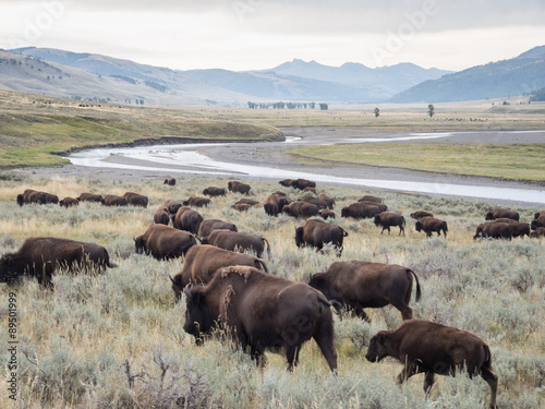 Bison Herd At Yellowstone NP