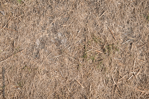 Drought Killed Grass