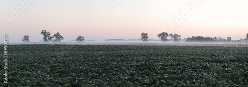 Soybean Field Panorama