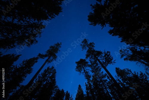 Stars sky and pine trees