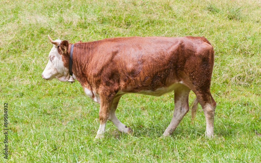 Brown milk cow in a meadow of grass