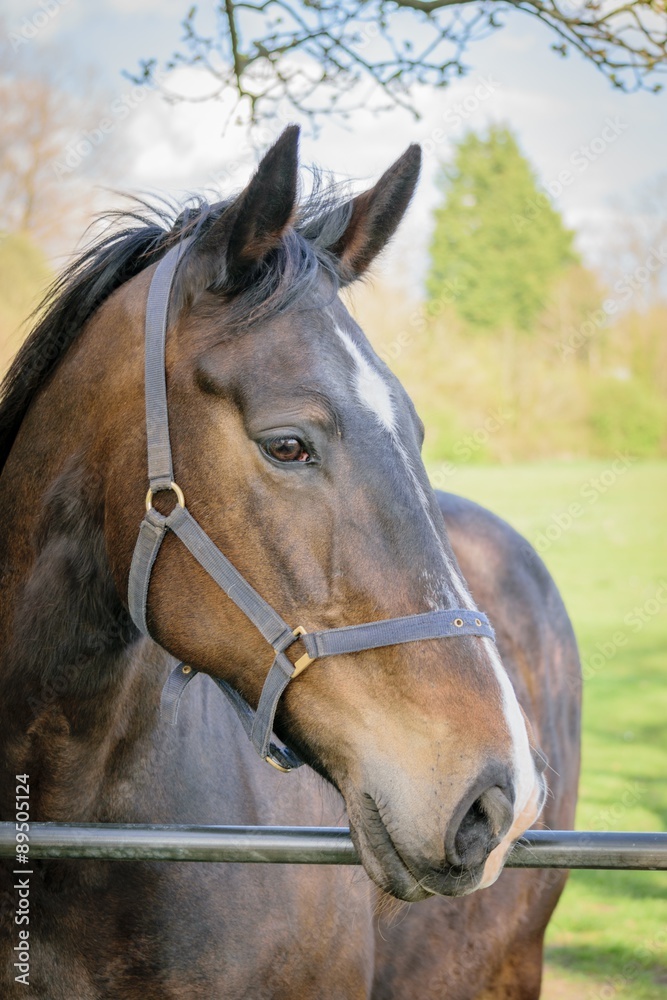 Fototapeta premium Horse
