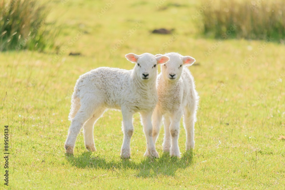 Obraz premium Cute Easter Lambs