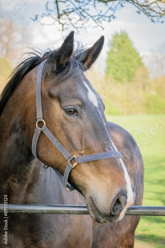 Horse © mgstock