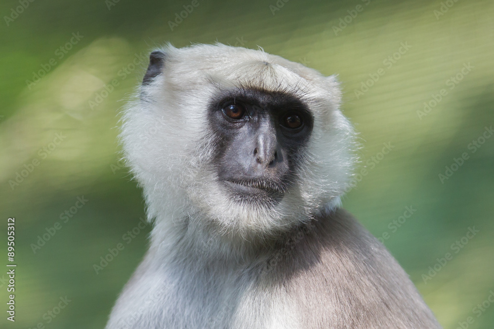Grey Langur (Semnopithecus Schistaceus) Grey Langur (Semnopithecus Schistaceus)