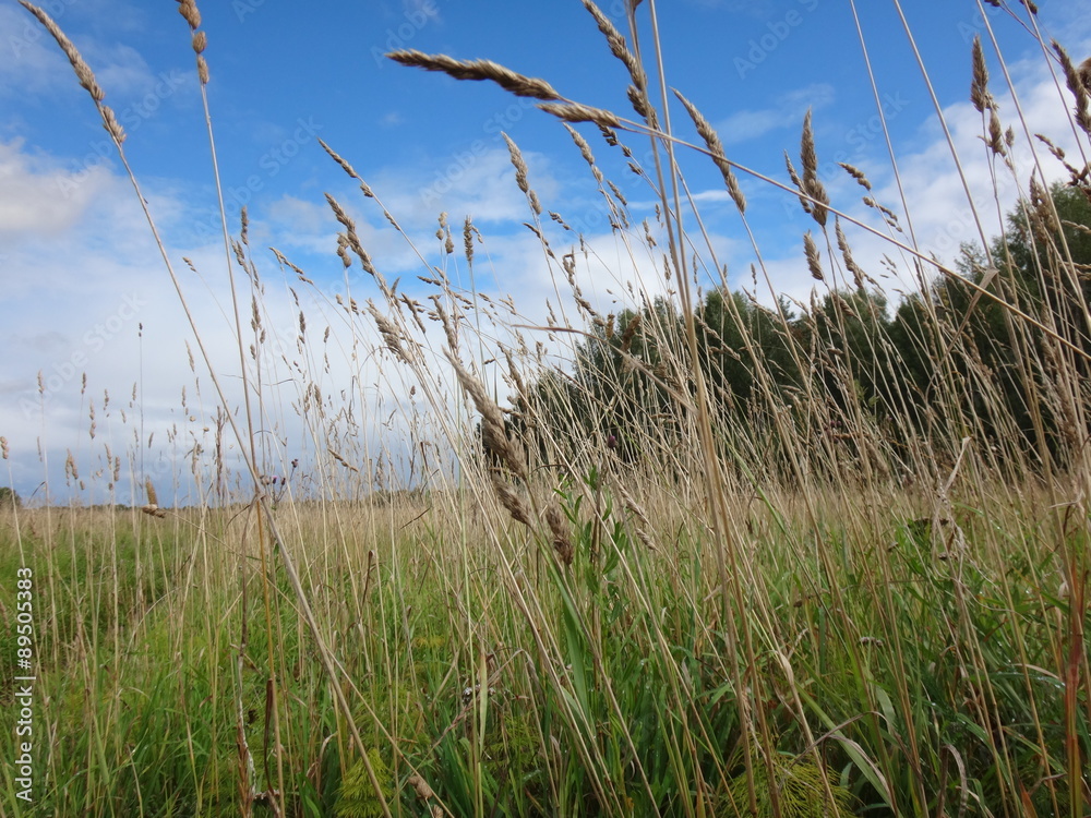 Obraz premium Поле с желто-зеленой травой и голубое небо с облаками в осенний солнечный день