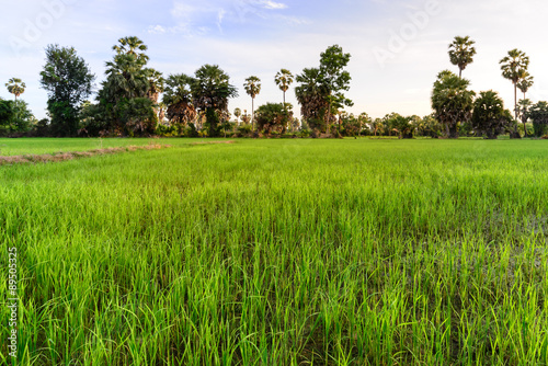 Rice field with palm tree background in morning, Phetchaburi Thailand.