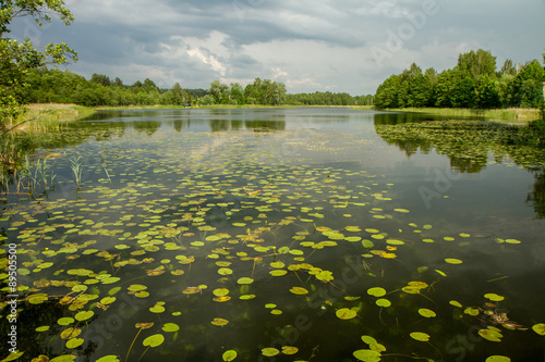 lake vegetation in summer