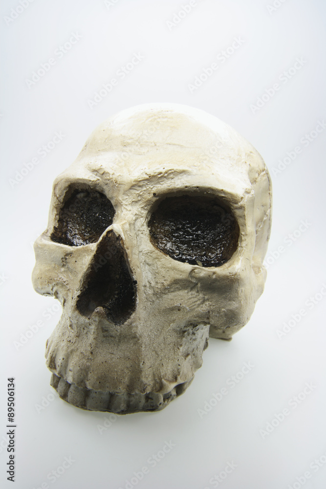 Obraz premium Artificial Human Skull