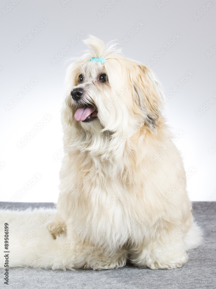 Adorable portrait of a Havanese dog. Image taken in a studio.