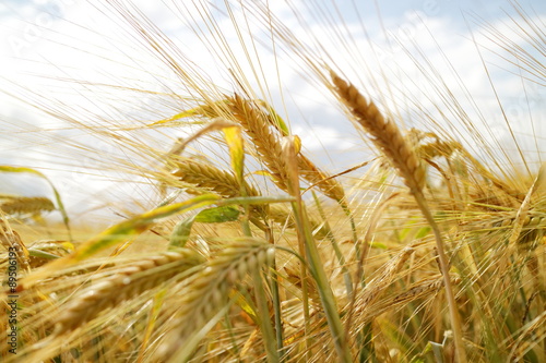 wheat field