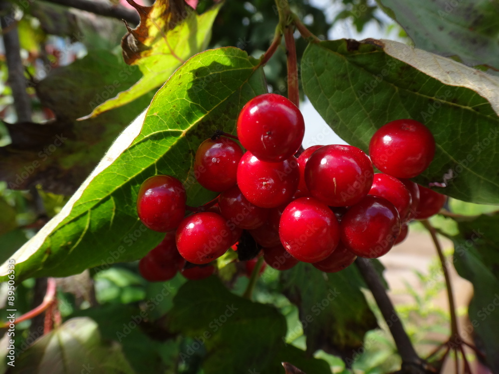 Obraz premium Красные ягоды на фоне зелёных листьев в солнечный день