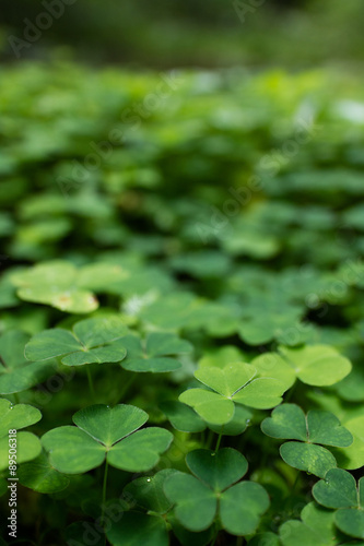 clover plants photo