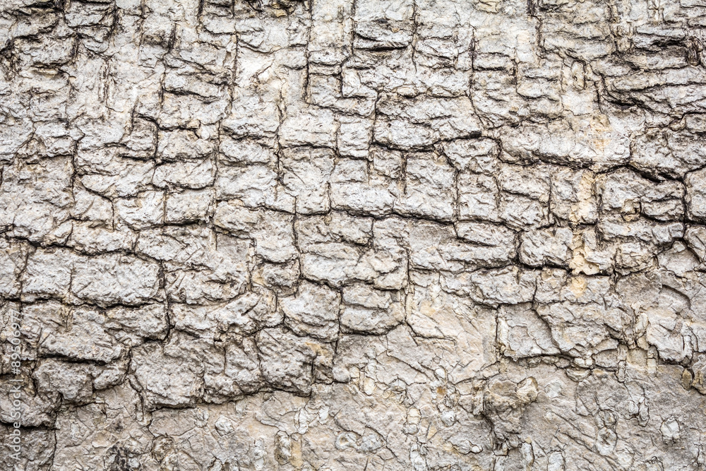 Old Wood Tree Texture Background Pattern
