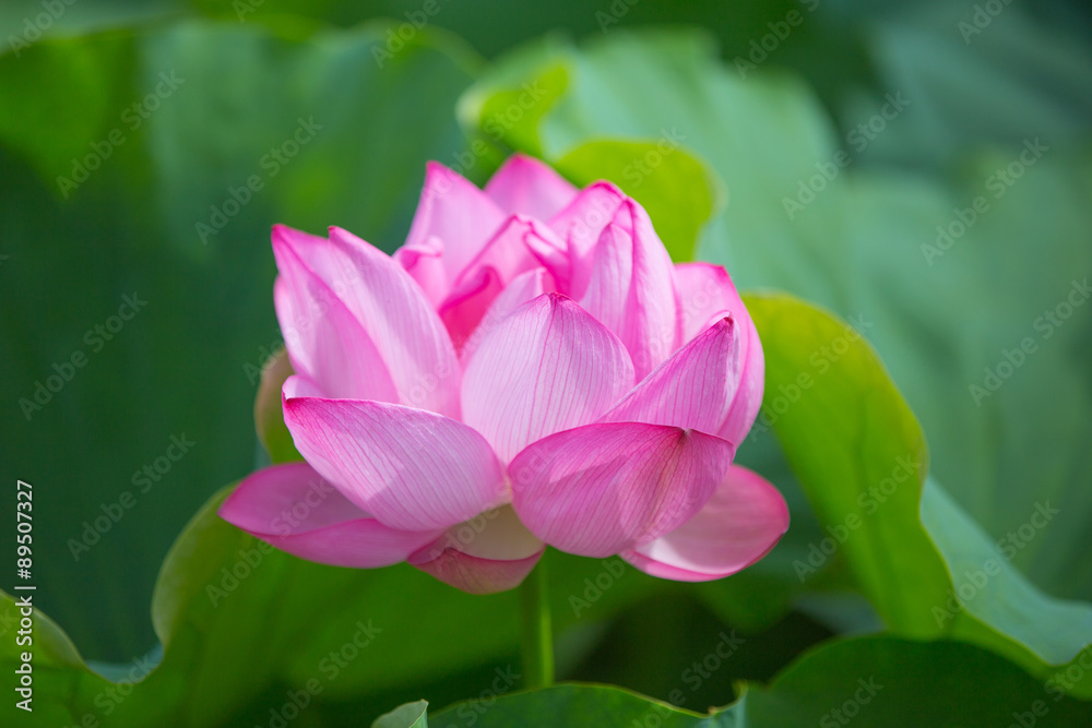 Obraz premium 蓮の花