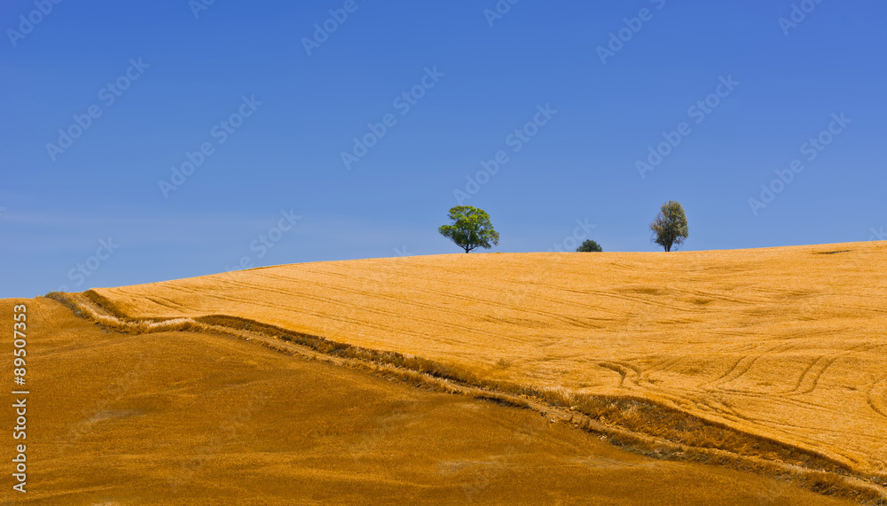 Obraz premium Wheat Fields