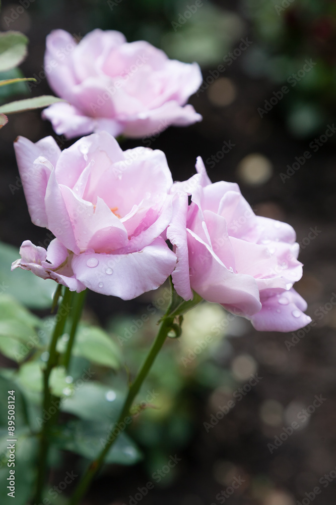 Blossomed pink roses with mildew and selective focus Blossomed pink roses with mildew and selective focus