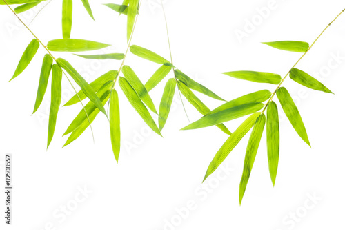 bamboo leaf isolate on white