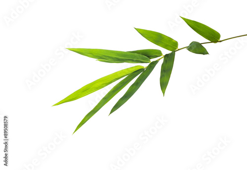 bamboo leaf isolate on white photo