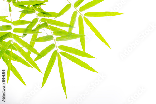 bamboo leaf isolate on white
