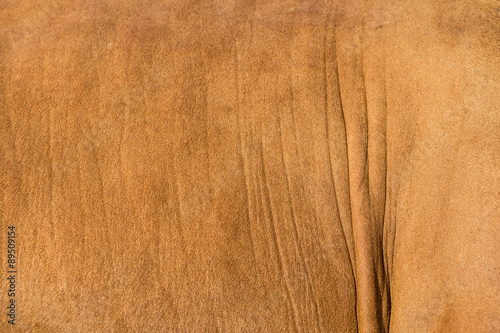 Cow Fur Skin Closeup Background.