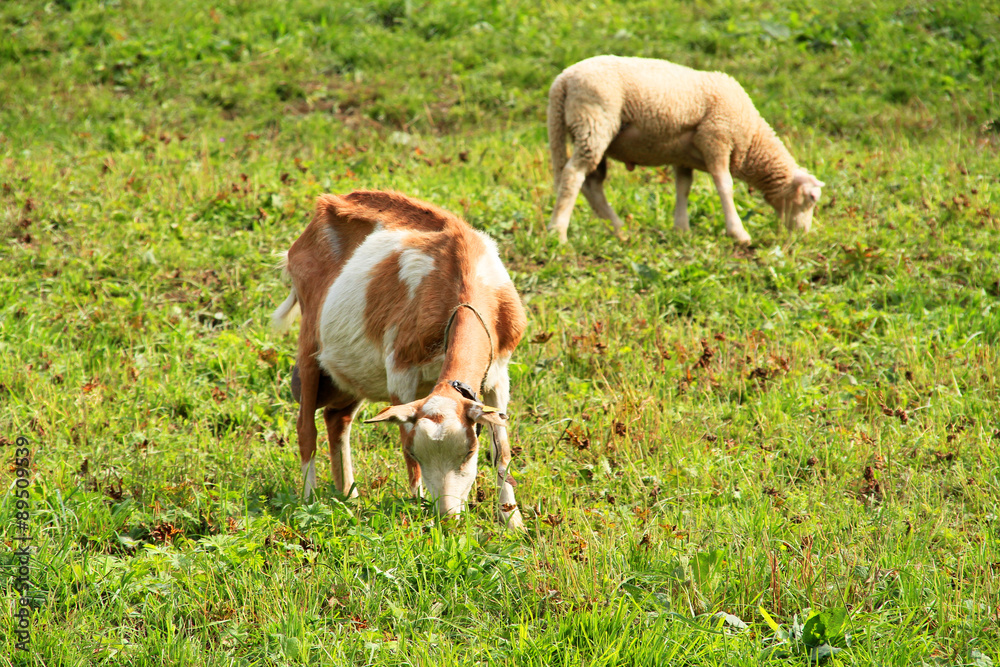 Obraz premium chèvres 20082015