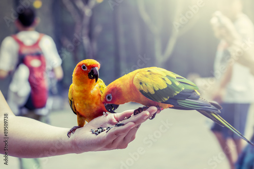 Parrot on woman hand in park in vintage color filter