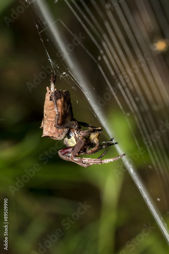 Common Garden Spider eating on cobweb © Earnest Tse